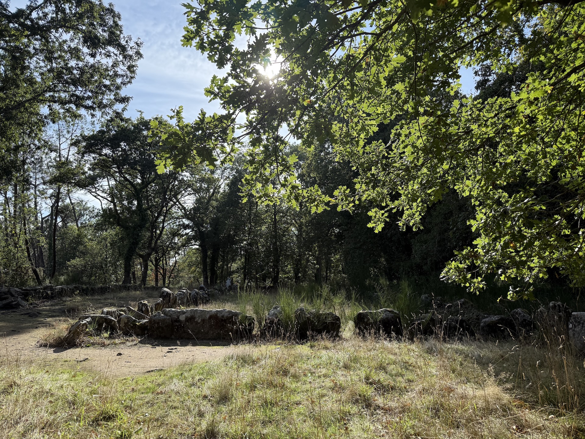 Clairière parmi les mégalithes à Carnac, lumière traversant les chênes