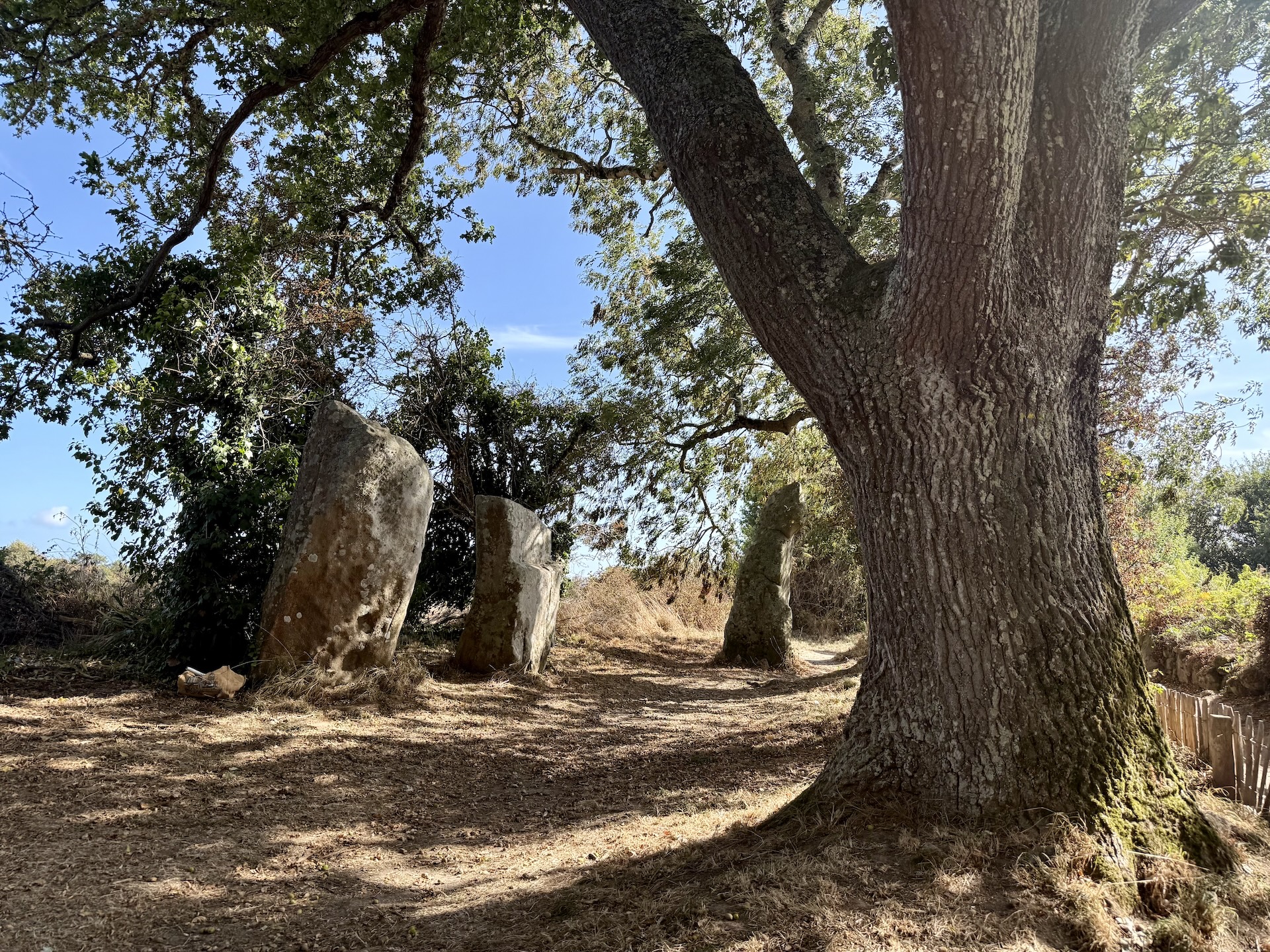 Arbre et menhirs à Erdeven, chemin ombragé entre pierres levées